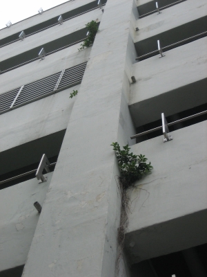Plants clinging to vertical walls