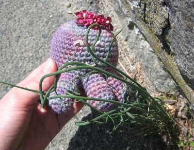 Examining wild garlic