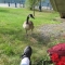 Goose, not fishing