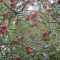 Fruit Invasion by rongo rongo Fruit Invasion by rongo rongo