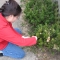 The Plants Are Animals by rongo rongo The Plants Are Animals by rongo rongo
