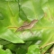One of many small lizards