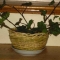 Growing out of a basket of bones