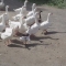 Suspicious geese