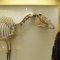 Skeletal horses