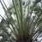 A different sort of palm-type tree