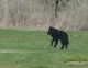 Dog cutout