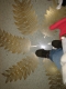Fancy floor designs