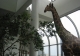 Model giraffe