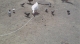 Alpha goose