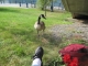 Goose, not fishing