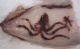 Giant squid prepares to eat luckless sailor