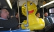 A large duck