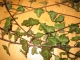 Ivy