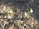 Snowdrops