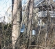Tapping maple sap