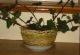 Growing out of a basket of bones
