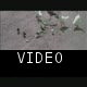 Pigeons, Canadian geese, and white geese