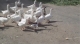 Suspicious geese