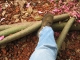 Roots