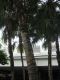 More tropical trees
