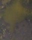tree.jpg