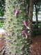Spikes