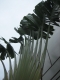 Tropical tree