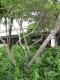 Twisty tree