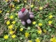 wildflowers