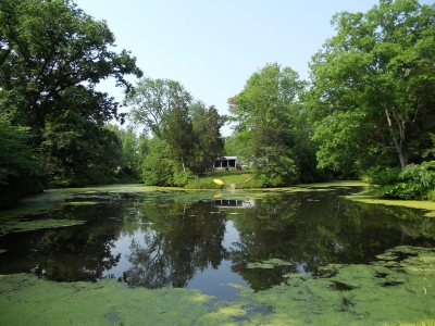 pond 001.jpg