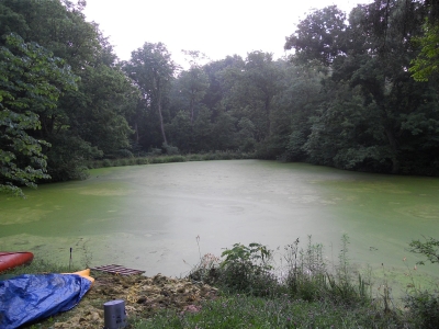 pond 002.jpg