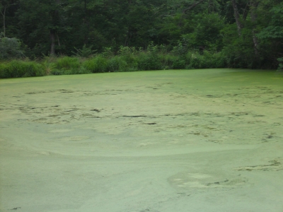 pond 005.jpg