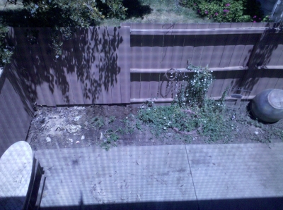 The garden