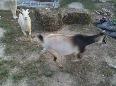 Goatygoat