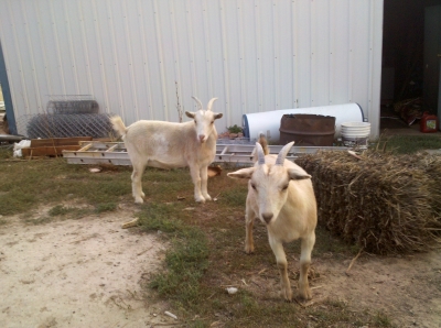 Rogue goats