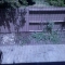 The garden