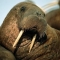 main_walrus-portrait57349.jpg