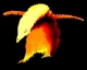 main_1_Fpenguin5418.jpg
