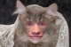 main_kitty92586.jpg