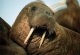 main_walrus-portrait57349.jpg