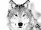 main_wolf-sketch54548.jpg