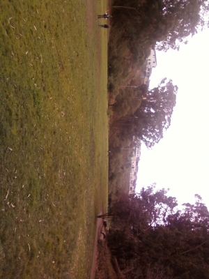 greenery.jpg