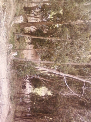 tree_fence.jpg