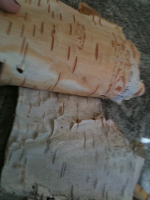 The inside of the back cover