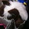Stuffed horse