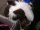 Stuffed horse
