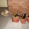 New Year's detritus