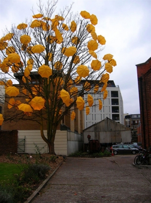 25-umbrellatree3.jpg