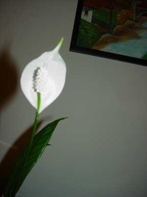 still life